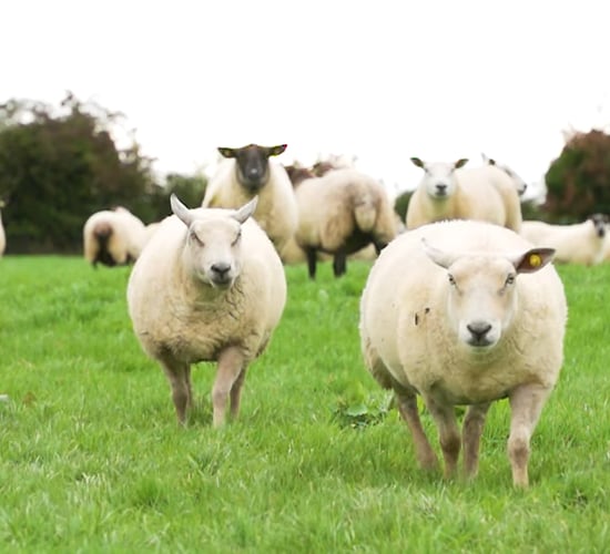 Sheep trade prices raised with MII at Oireachtas committee