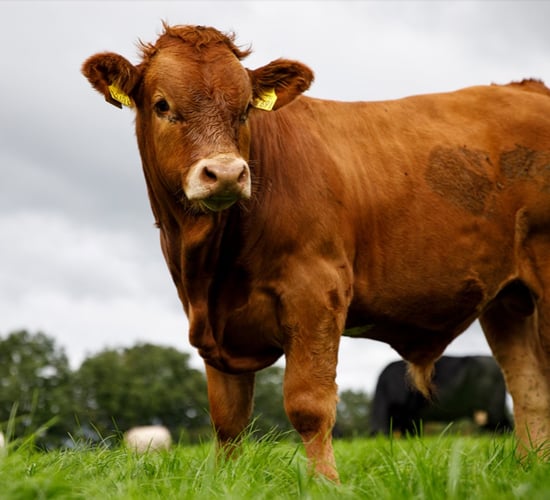 Progressive launches 'Progeny Pictures' draw...with €500 prize fund