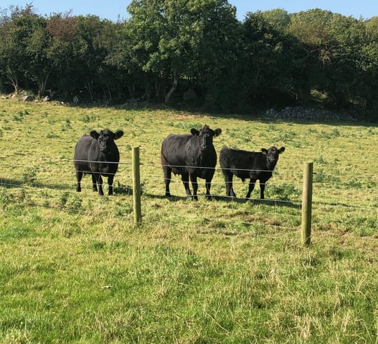 AAA scheme won't be in place in 2020 - Irish Angus producers