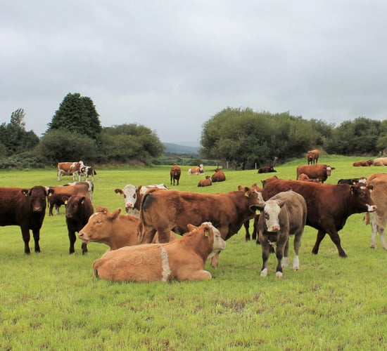 Power submits beef sector review draft to IFA