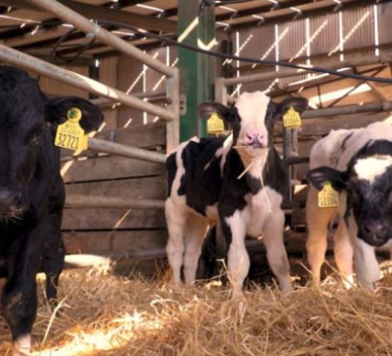 Calf trade: Numbers begin to creep up in marts