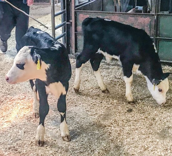Marts considering calf sales on non-sale days next spring