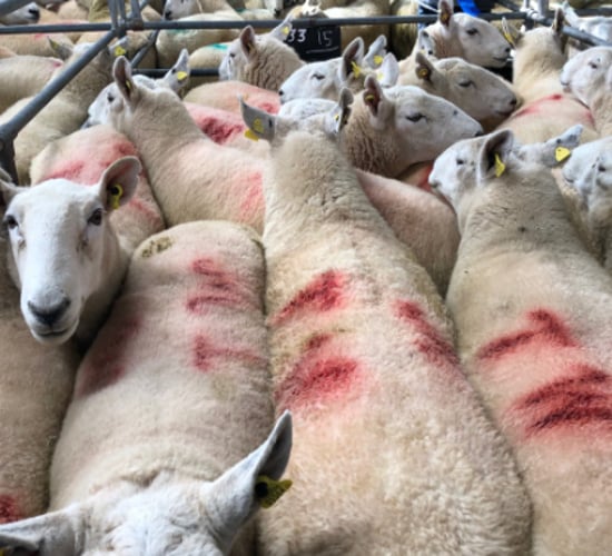 Sheep trade: Factories working through backlog, as kill jumps by over 15,000 head