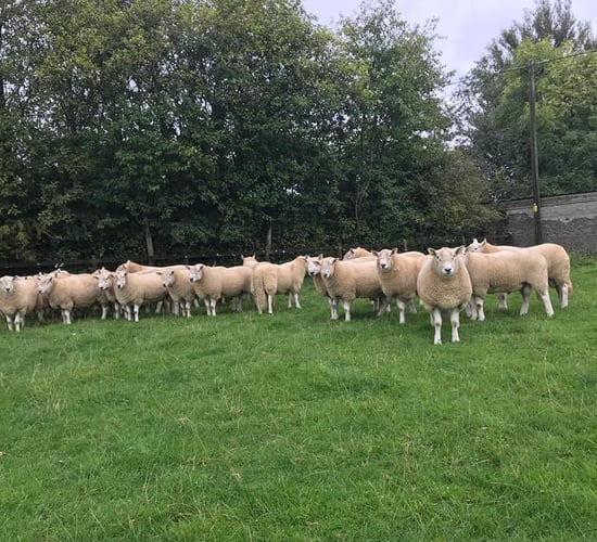 Wicklow Mountain Sheep Breeders' Association to hold 77th annual show and sale