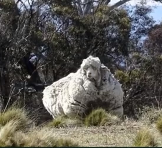 'Chris' the record-breaking sheep dies