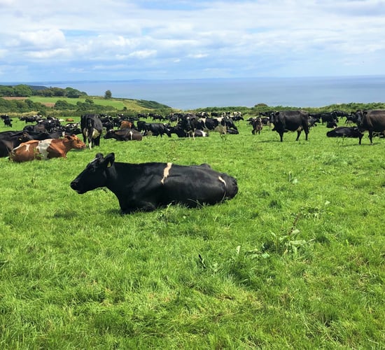 Top spring-calving dairy farmers making €992/ha more than the average