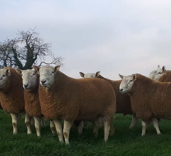 Brexit 'a unique opportunity' for Irish sheep breeders