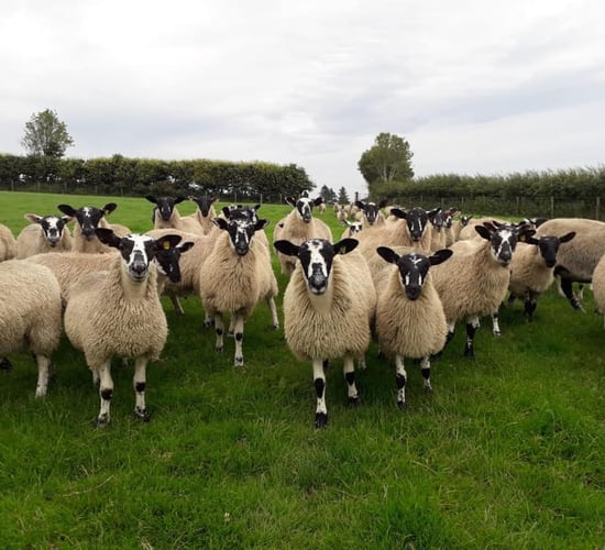Donegal Mule Group set to hold reduction sale