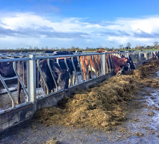 'The dry cow - fresh cow transition accounts for 80% of herd health problems'