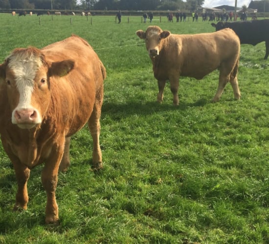 Beef production is down in Europe in 2023