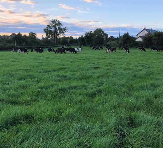 Greater grass utilisation achieves €616/ha more than the average