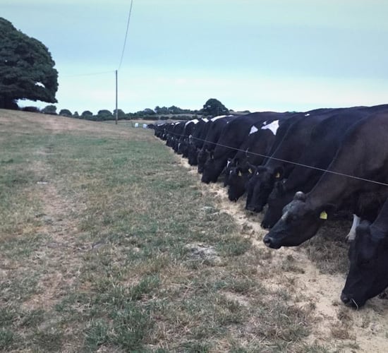 Dairy profits fell by a massive 28% in 2018