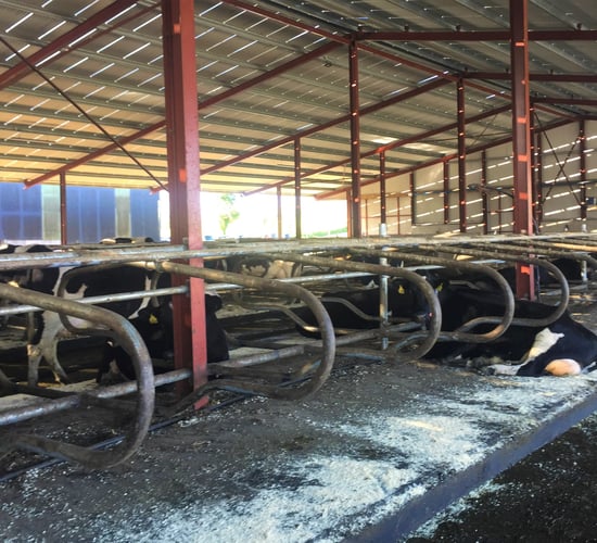 Dairy farmers: Here is your complete winter housing checklist...