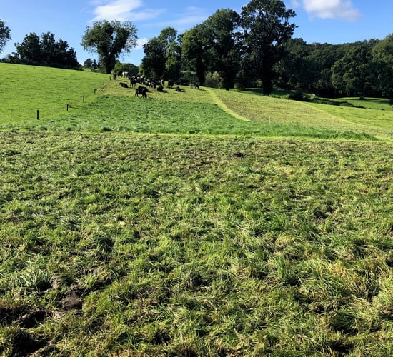 Dealing with difficult grazing conditions post Storm Ciara