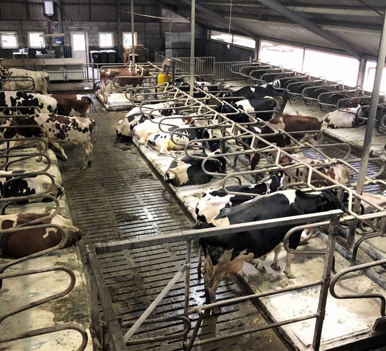 Autumn calving: Keeping SCC at bay over Christmas