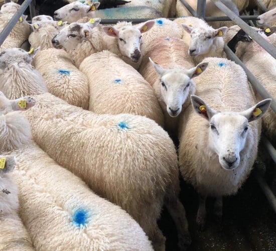 Processors 'must be required to cease live imports' to access APS