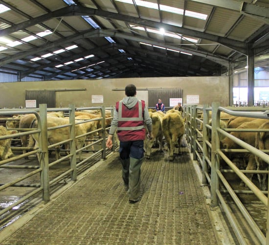 Mart Managers of Ireland to meet department officials