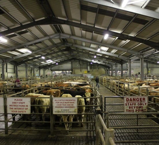 MMI: Farmers wishing to trade stock urged to contact local mart