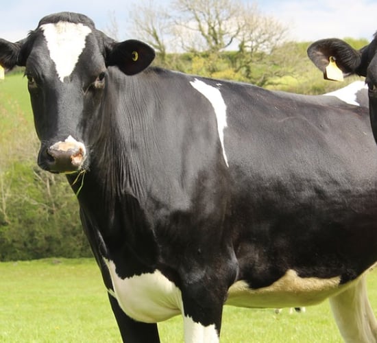 3 bulls announced for the Dairy Gene Ireland programme