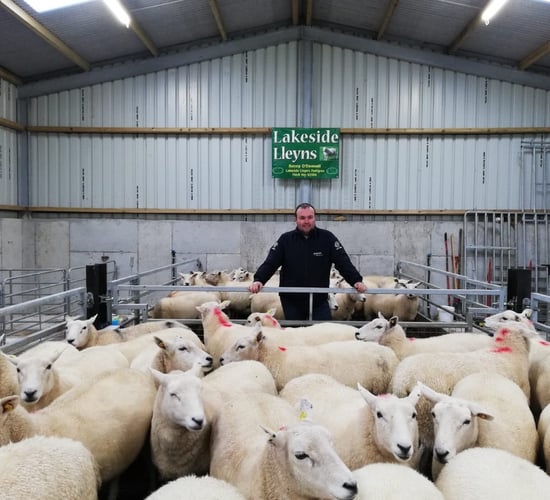 Sheep focus: Breeding pedigree Lleyn ewes and...alpacas