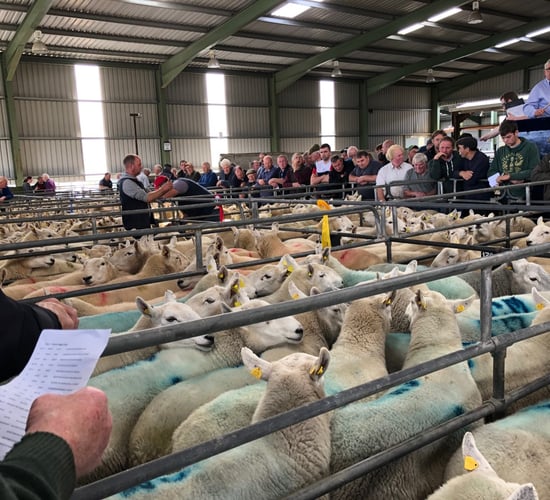 2 further marts approved to read electronic sheep tags; find out which ones...