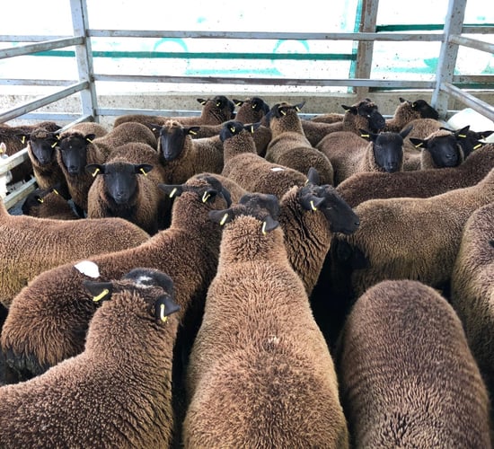 Pics and prices: 3,000 sheep on offer at Carnew Mart, as the price for lambs falls again