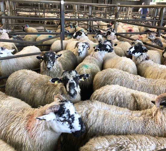 Sheep marts: Increased bite around the ring sees factory-fit lamb prices on the rise