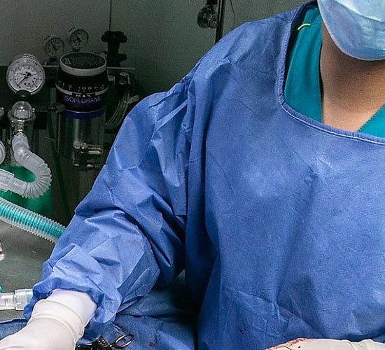 Coronavirus: Reports of human-to-animal transmission in Hong Kong