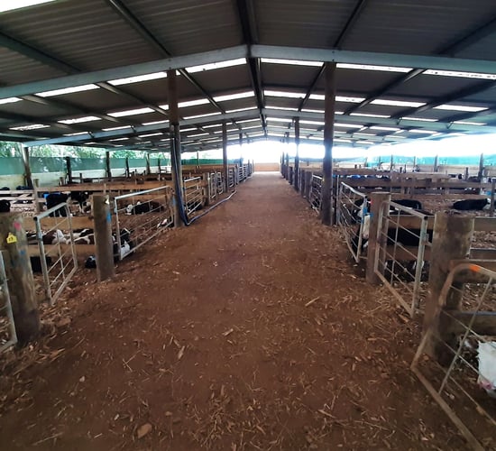 Rearing 10,000 calves with a once-a-day feeding system in New Zealand