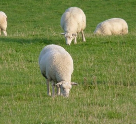 It's soon time to start scanning early-lambing flocks