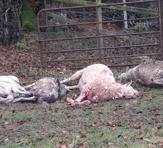 Graphic images: 6 sheep dead and 4 injured in latest dog attack in Co. Kildare