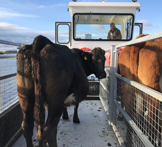 New custom-made 'cot' to carry livestock between islands on Lower Lough Erne