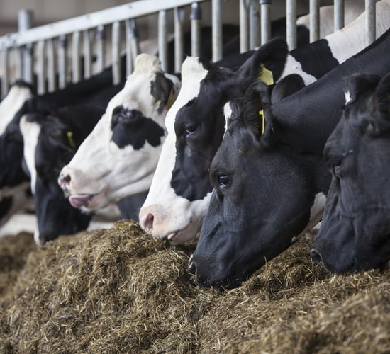 Dr. Mitloehner issues warning on increasing herd sizes