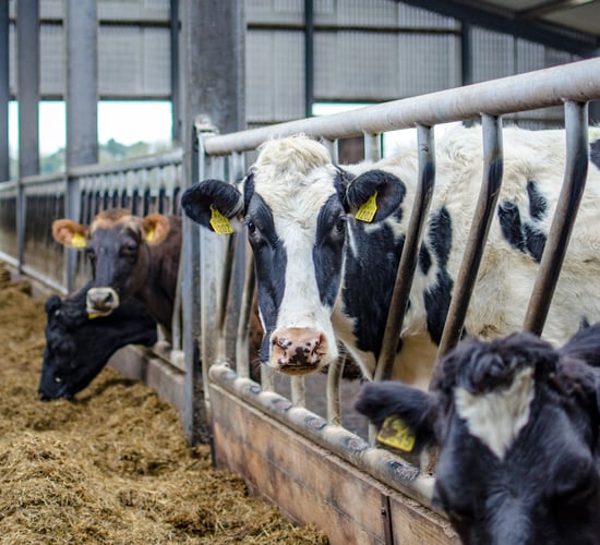 Dairy advice: Be wary of fat and late-calving cows