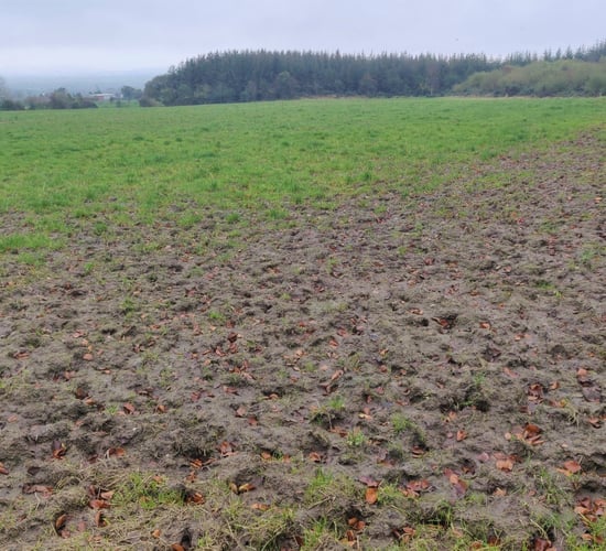 No benefit letting cattle to grass unless conditions are right