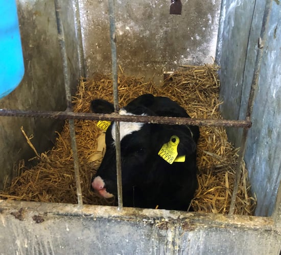 Dairy advice: Treating a calf with scour