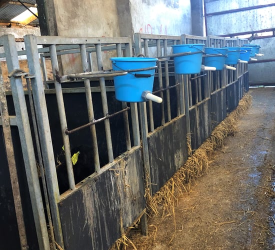 The key aspects of a good calf shed