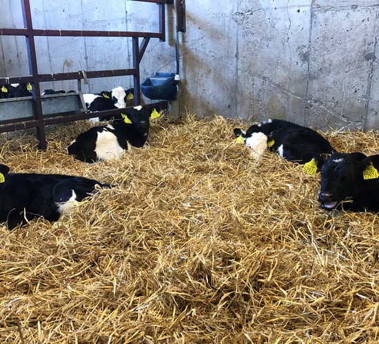 Spring calving: Setting the season up for success