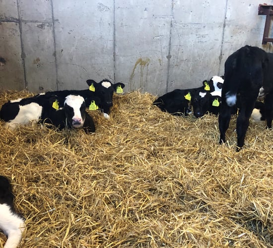Dairy advice: Treating calves with scour