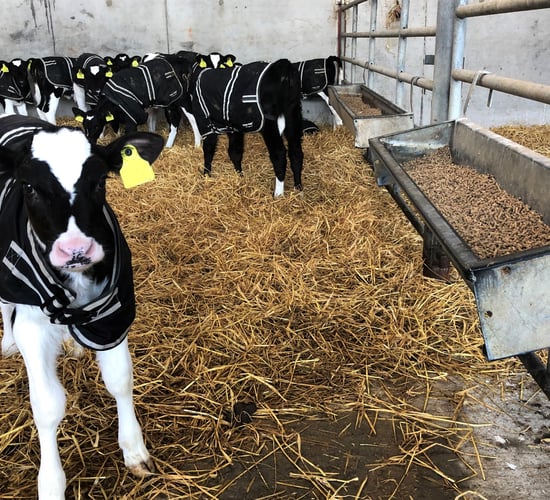 Should you be feeding coarse ration or pellets to young calves?