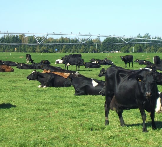 Final New Zealand live export shipment as ban comes into force