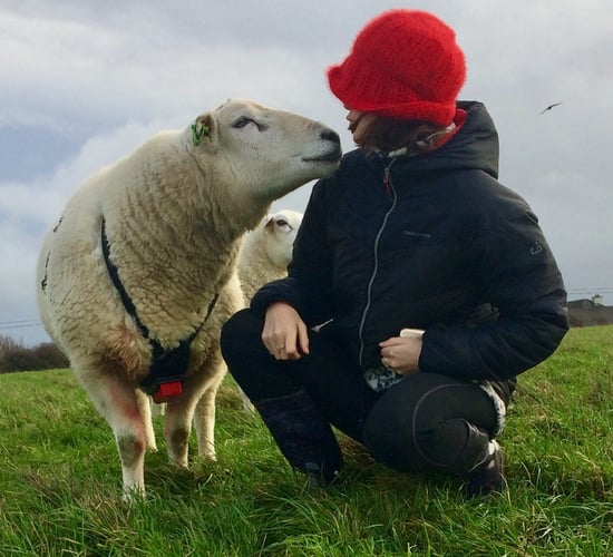 Artist follows seasons of a sheep year in the south-east