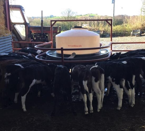 How many litres of milk should I be offering my calves per day?