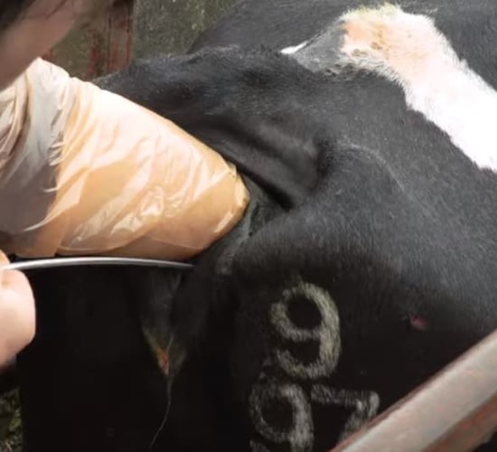 Breeding season: Time to 'pull the bull'