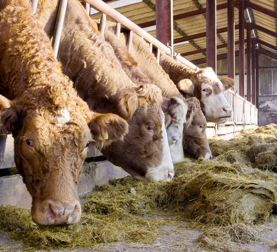 Providing the correct minerals to suckler cows pre-calving