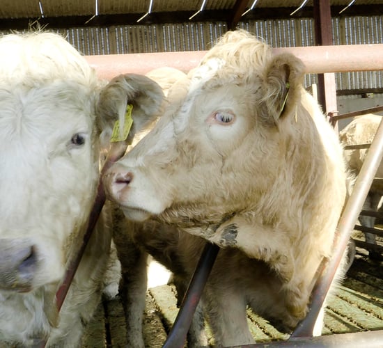 Weekly beef kill falls by just over 500 head
