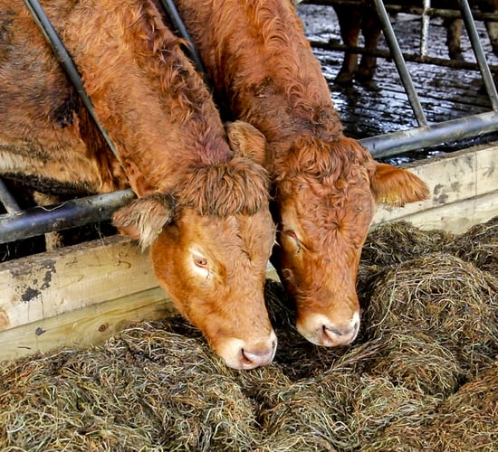 Factories urged to 'take longer term view on beef prices'