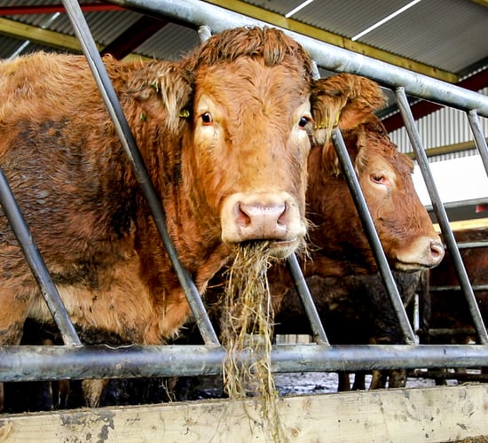 Methane reduction target would 'reduce output and cost jobs' - IFA
