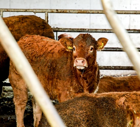 IBLA asks farm leaders to 'clarify positions' on 30-month rule