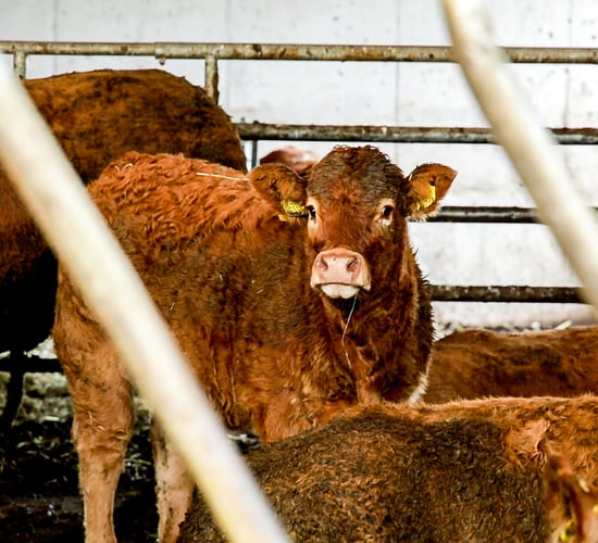 Fodder supplies tighten for drystock farmers in west and northwest
